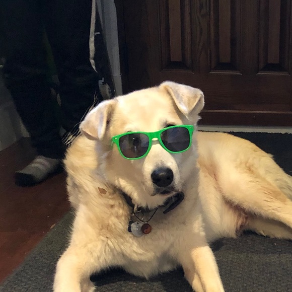 Meet your Posher, Anil - Picture 1 of 1